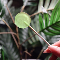 Chef's Lollipop - 25 mg - Apple