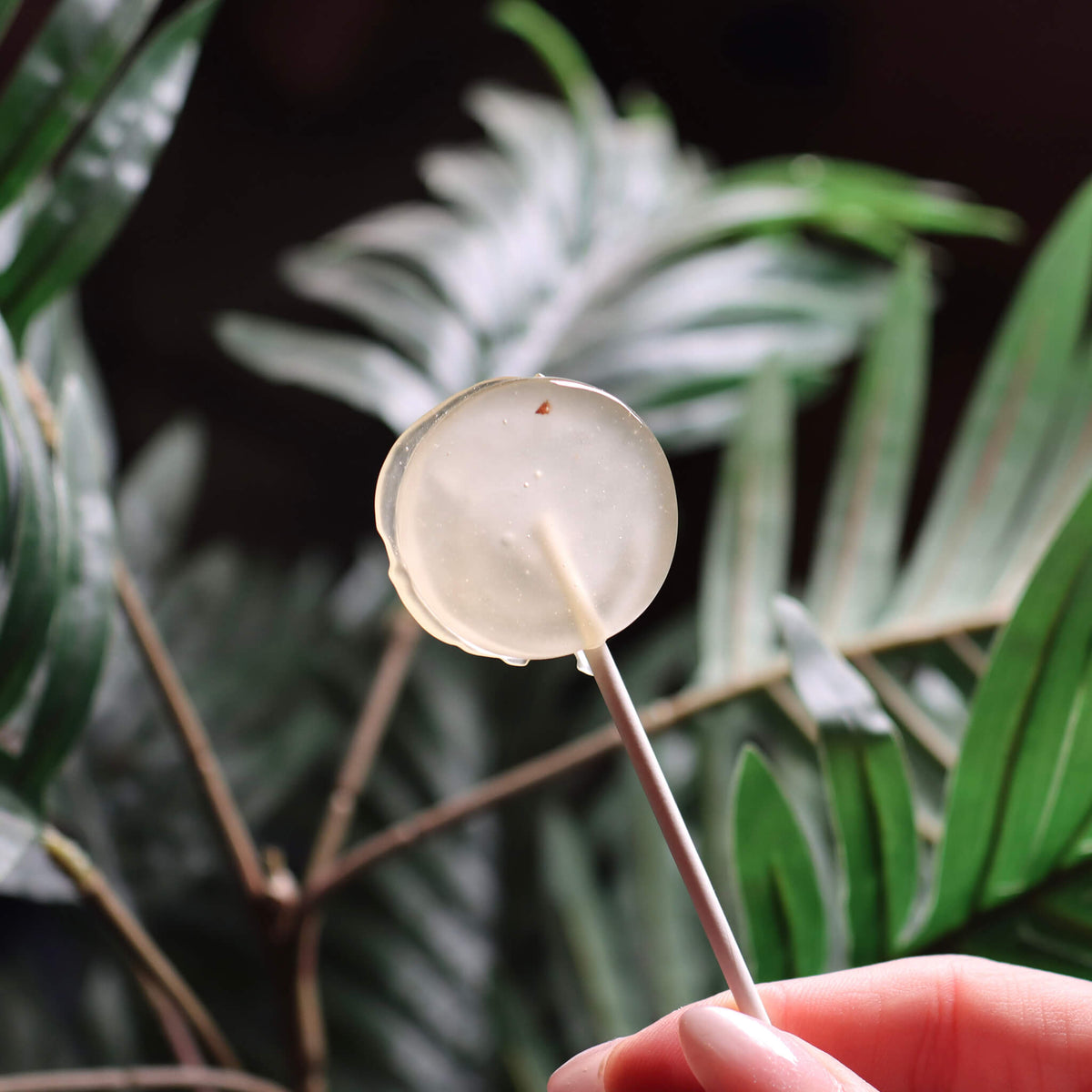 Chef's Lollipop - 25mg - Key Lime